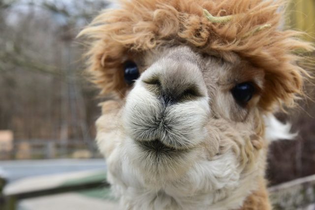 Alpaca -Top World’s Cutest Animals