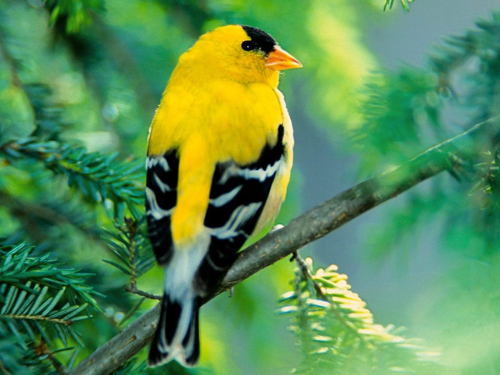 American Goldfinch - The World’s Rarest And Most Beautiful Birds