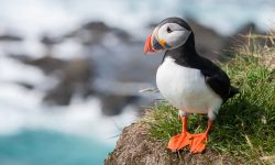 Atlantic Puffin - The World’s Rarest And Most Beautiful Birds