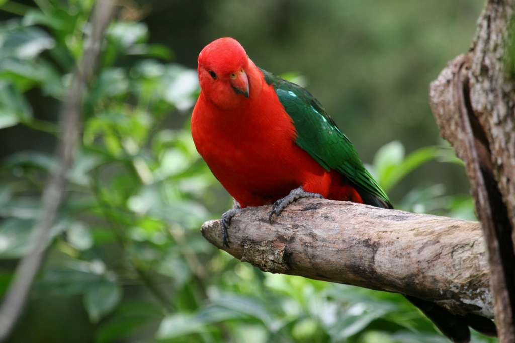 Australian King Parrot - The World’s Rarest And Most Beautiful Birds