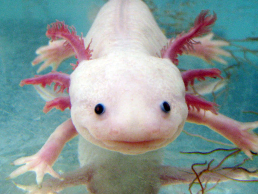 Axolotl - The World’s Strangest Fish