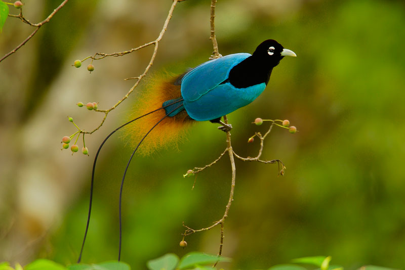 Blue Bird Of Paradise - The World’s Rarest And Most Beautiful Birds