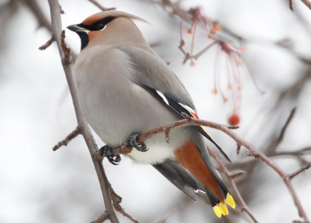 Bohemian Waxwing - The World’s Rarest And Most Beautiful Birds