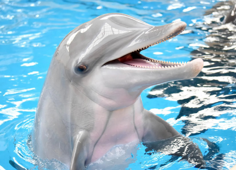 Bottlenose Dolphin -Top World’s Cutest Animals