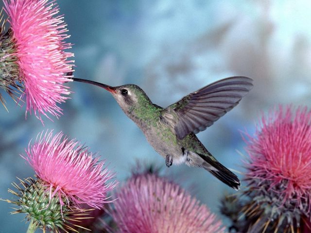Broad-Billed Hummingbird - The World’s Rarest And Most Beautiful Birds