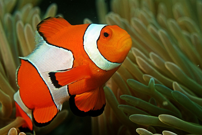Clown Fish -Top World’s Cutest Animals
