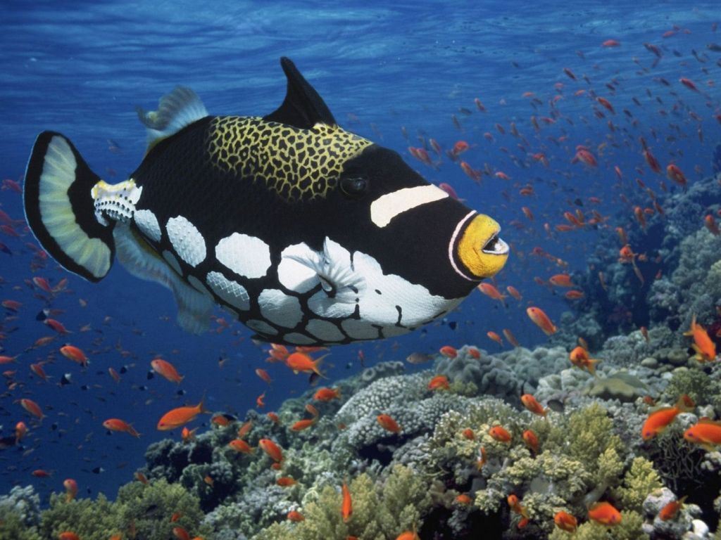 Clown Trigger Fish - Top World’s Most Beautiful Fish