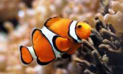Clownfish - Top World’s Most Beautiful Fish