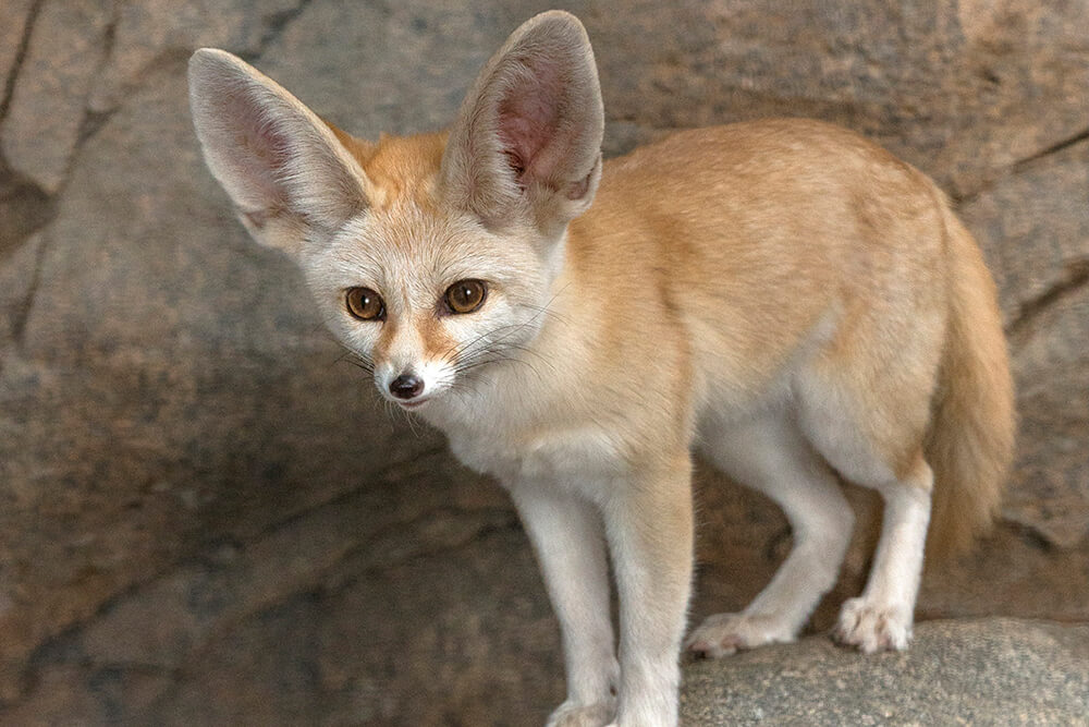 Fennec Fox -Top World’s Cutest Animals