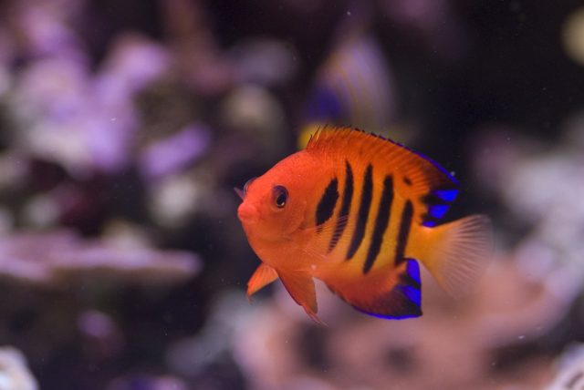 Flame Angelfish - Top World’s Most Beautiful Fish