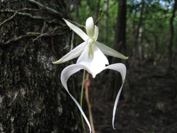 Ghost Orchid (Epipogium aphyllum-Dendrophylax lindenii) - Rarest Flowers Across The World