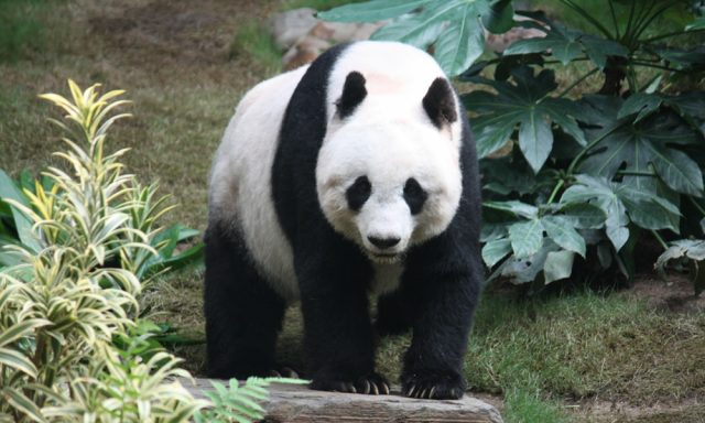 Giant Panda -Top World’s Cutest Animals