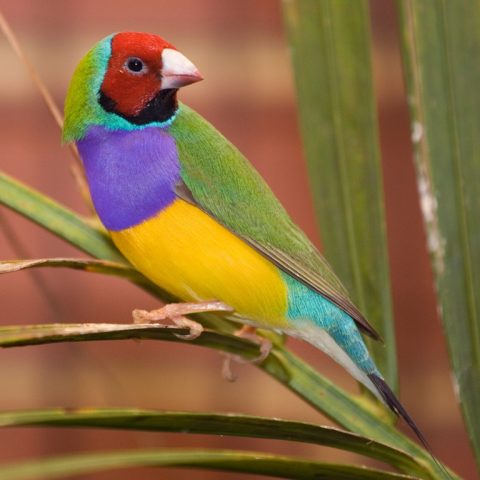 Gouldian Finch - The World’s Rarest And Most Beautiful Birds