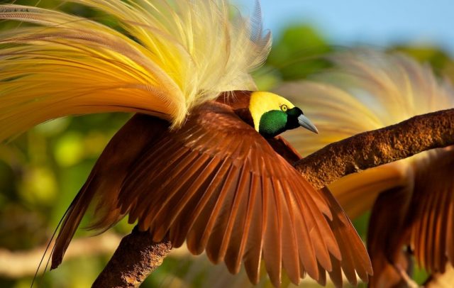 Greater Bird of Paradise - The World’s Rarest And Most Beautiful Birds