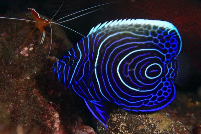 Juvenile Emperer Angel Fish - Top World’s Most Beautiful Fish