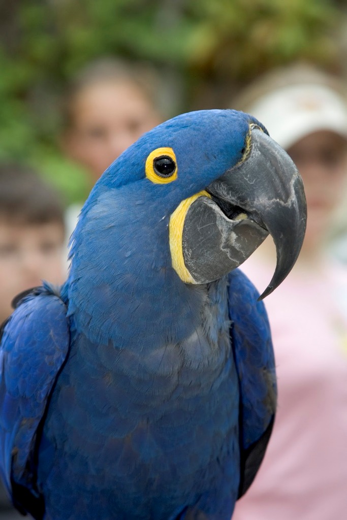 Lear’s Macaw - The World’s Rarest And Most Beautiful Birds