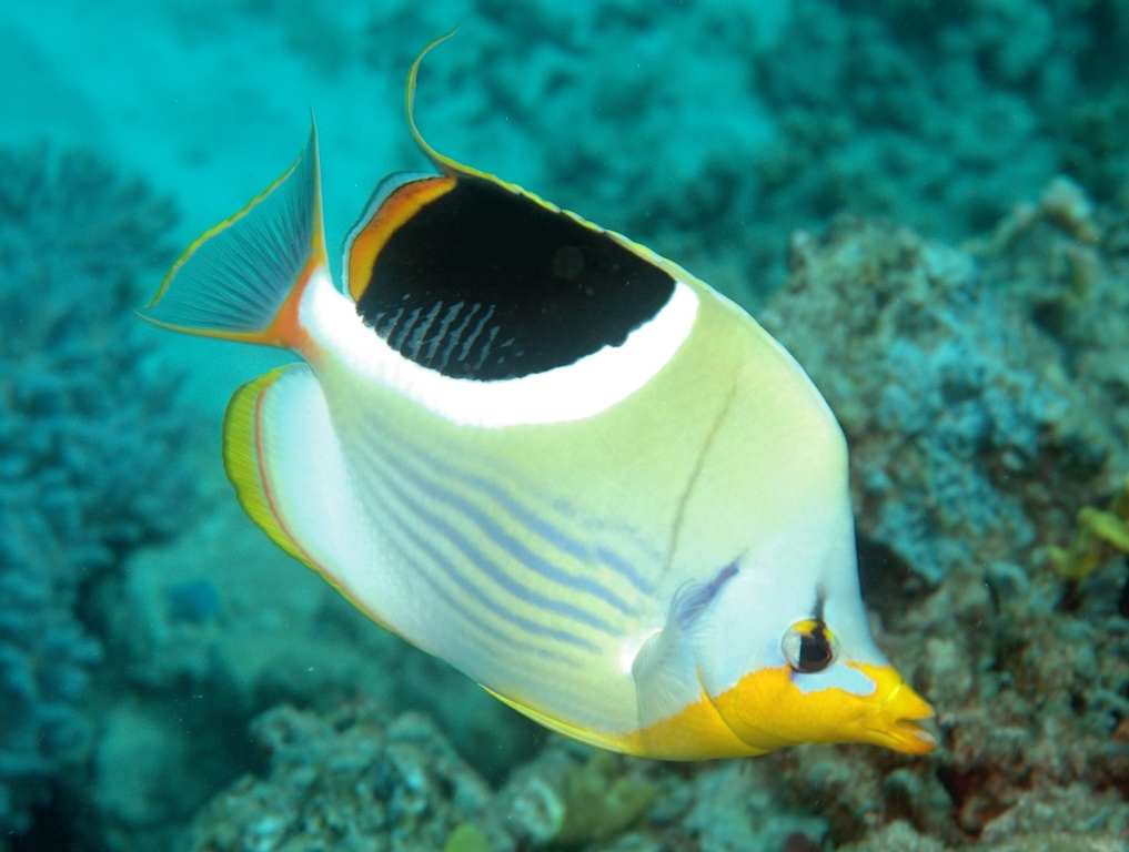 Lined Butterflyfish - Top World’s Most Beautiful Fish