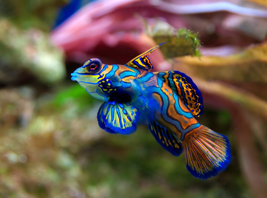 Mandarinfish - Top World’s Most Beautiful Fish