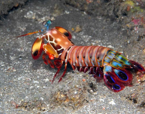 Mantis Shrimp - Top World’s Most Beautiful Fish