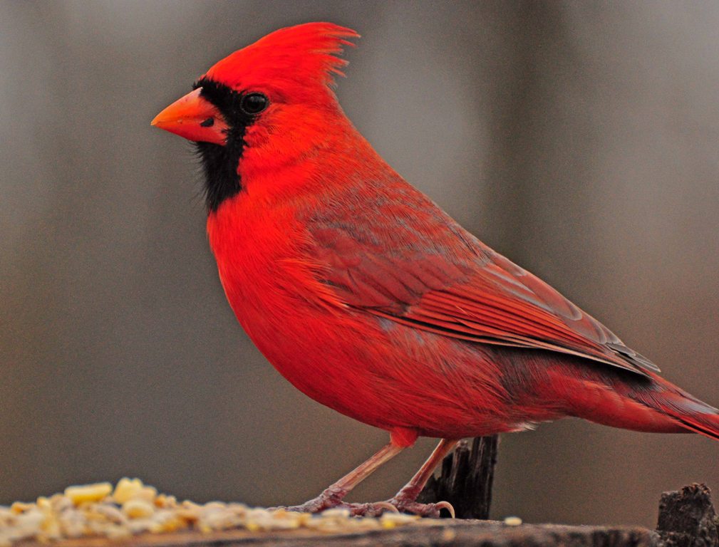 Northern Cardinal - The World’s Rarest And Most Beautiful Birds