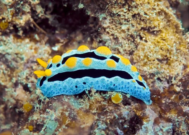 Nudibranch - Top World’s Most Beautiful Fish