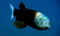 Pacific Barreleye - The World’s Strangest Fish