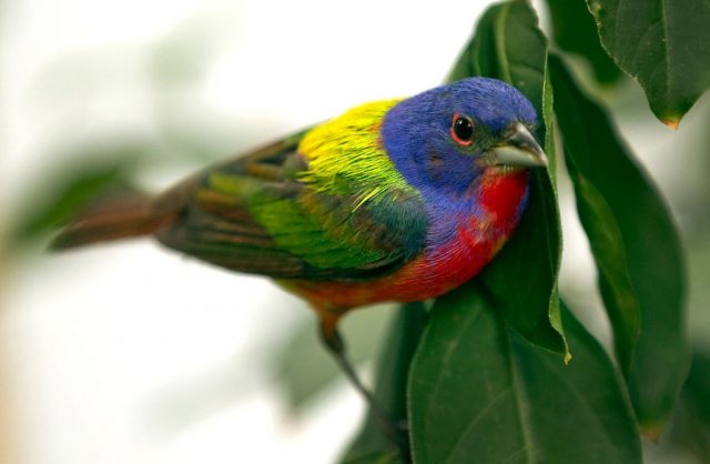 Painted Bunting - The World’s Rarest And Most Beautiful Birds