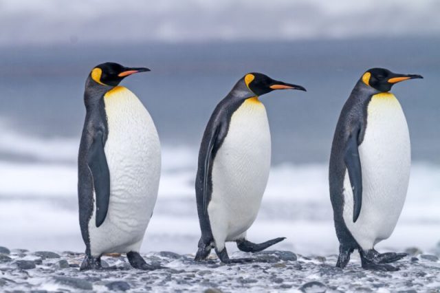 Penguin -Top World’s Cutest Animals