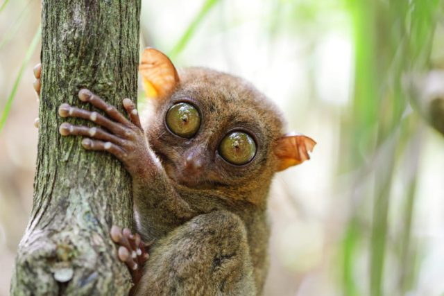 Philippine tarsier -Top World’s Cutest Animals