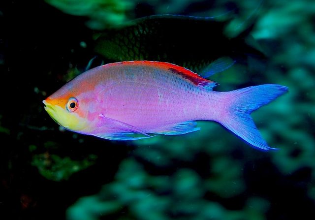Pseudanthias Taeniatus - Top World’s Most Beautiful Fish