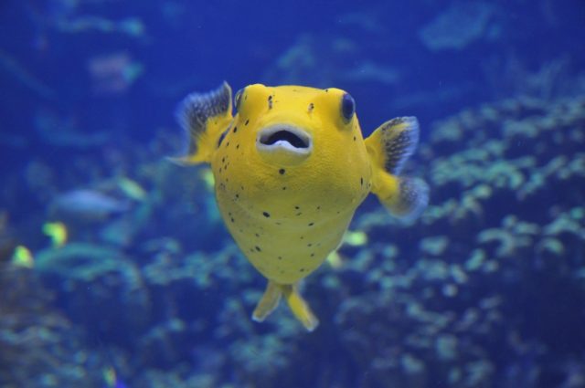 Pufferfish - Top World’s Most Beautiful Fish