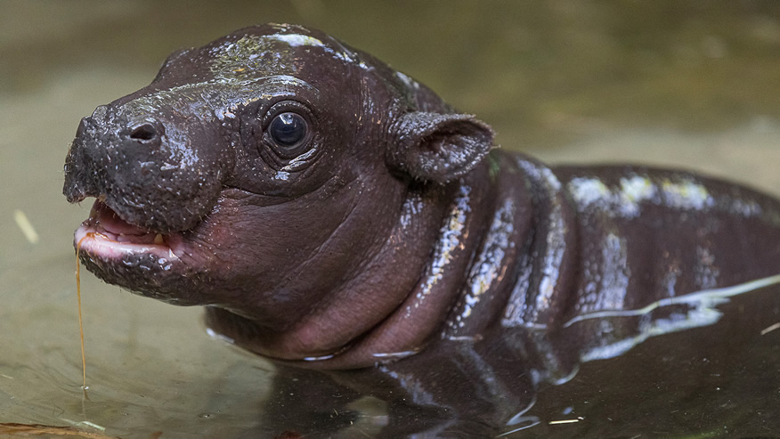 Pygmy hippopotamus -Top World’s Cutest Animals