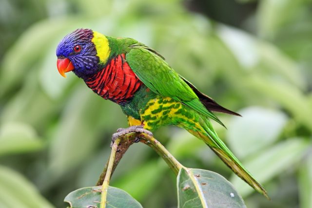 Rainbow Lorikeet - The World’s Rarest And Most Beautiful Birds