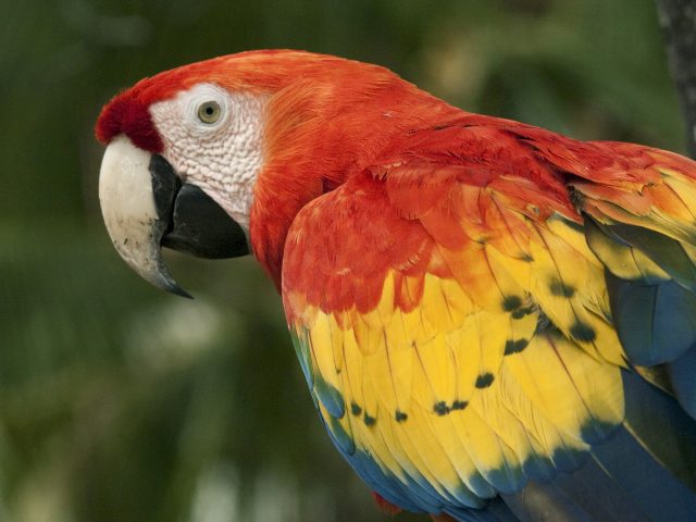 Scarlet Macaw - The World’s Rarest And Most Beautiful Birds