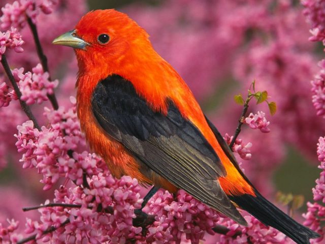 Scarlet Tanager - The World’s Rarest And Most Beautiful Birds