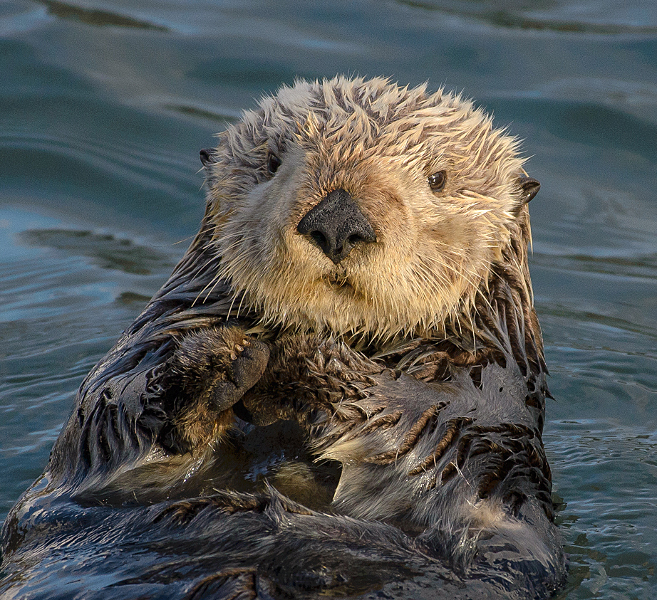 Sea Otter -Top World’s Cutest Animals