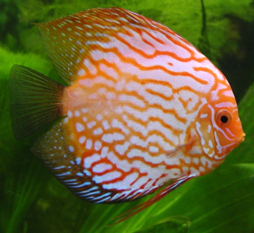 Symphysodon - Top World’s Most Beautiful Fish