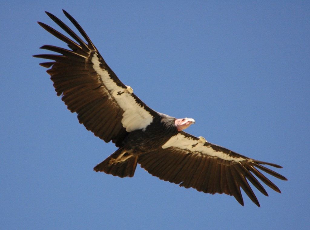 The California Condor - The World’s Rarest And Most Beautiful Birds