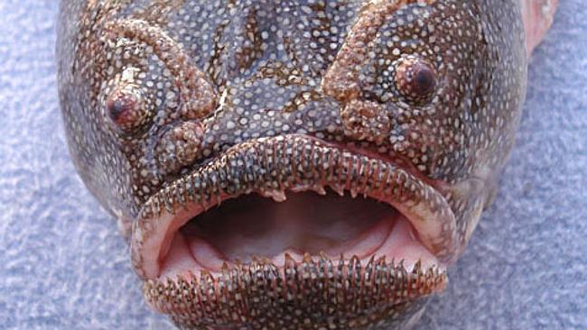 The Coffinfish - The World’s Strangest Fish