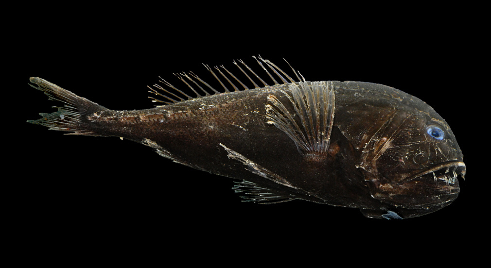 The Fangtooth - The World’s Strangest Fish
