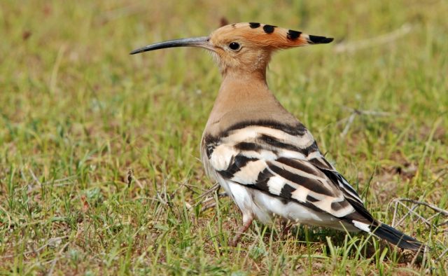 The Hoopoe - The World’s Rarest And Most Beautiful Birds