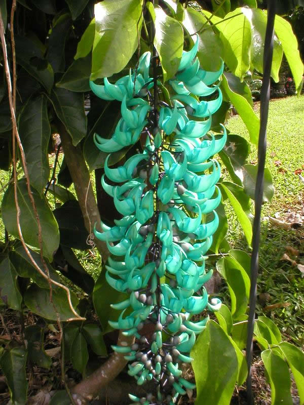 The Jade Vine (Strongylodon macrobotrys) - Rarest Flowers Across The World