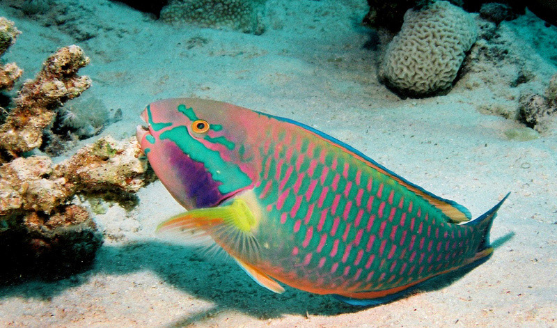 The Parrotfish - The World’s Strangest Fish