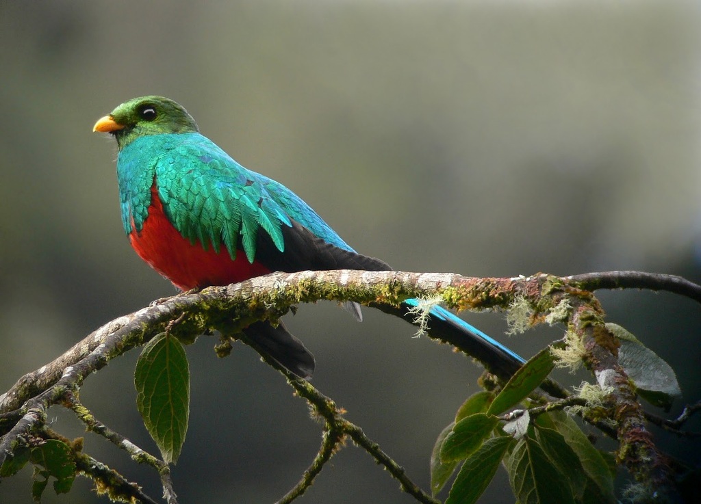 The Quetzal - The World’s Rarest And Most Beautiful Birds
