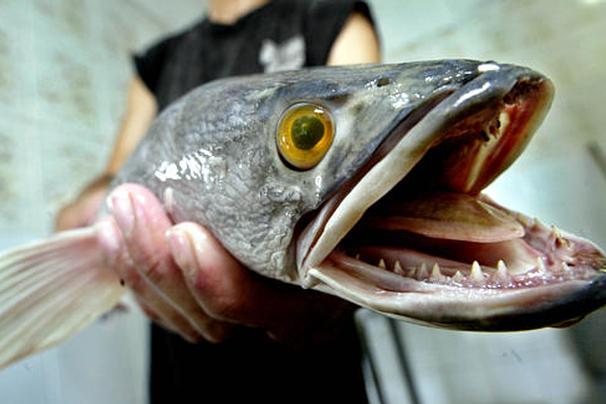 The Snakehead Fish - The World’s Strangest Fish