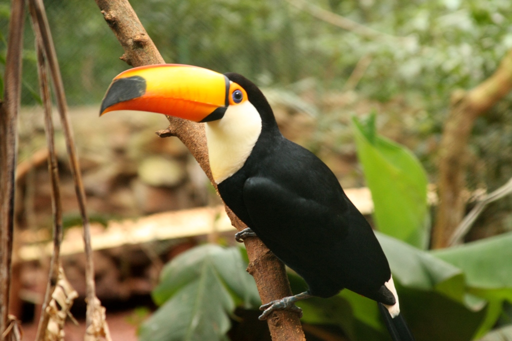 Toco Toucan - The World’s Rarest And Most Beautiful Birds