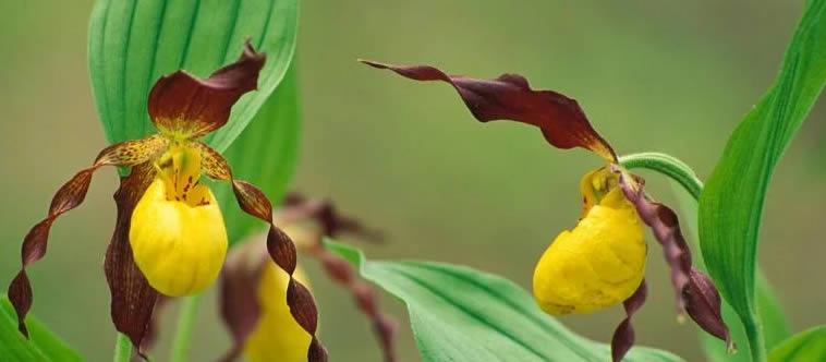 Yellow and Purple Lady Slippers (Cypripedium calceolus) - Rarest Flowers Across The World